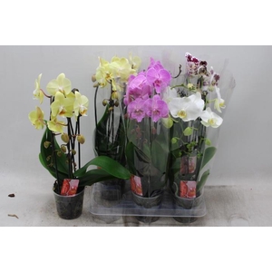 PHAL EL CASCADE