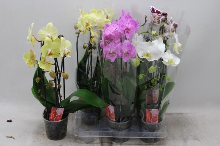 <h4>PHAL EL CASCADE</h4>