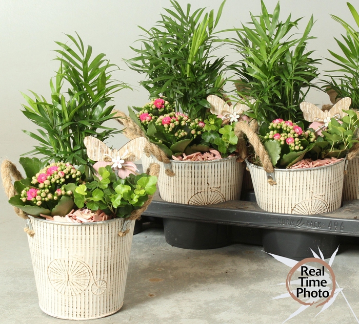 <h4>ARR KAMERPL</h4>