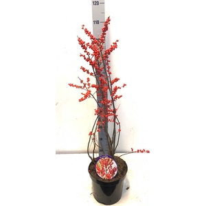 ILEX VE OOSTERWIJK