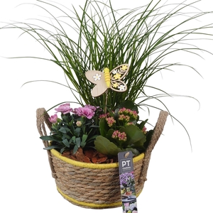 Arr.   Perkplanten L%