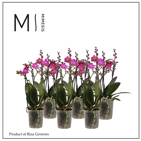 <h4>Mimesis Phal. Multi Dark Pink - 3 spike 12cm</h4>