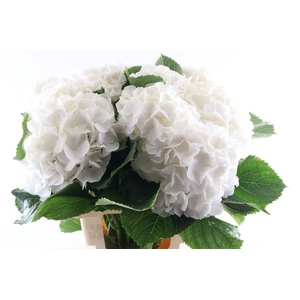 Hydr Verena White 80 cm Vicini