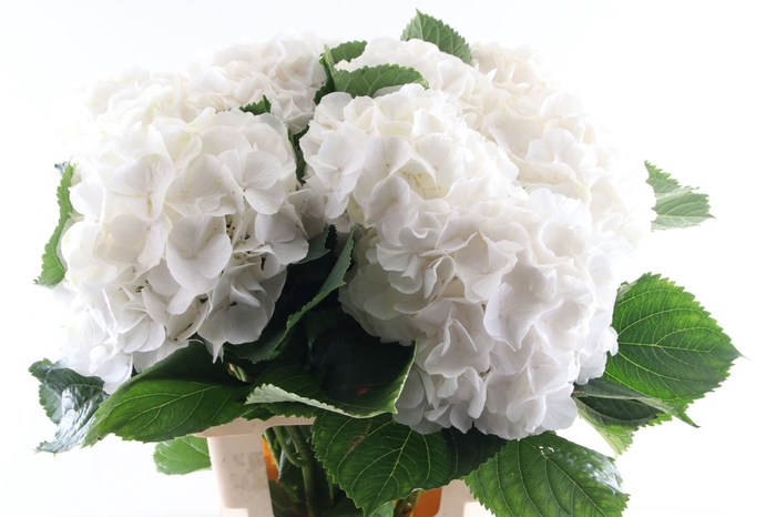 <h4>Hydr Verena White 80 cm Vicini</h4>
