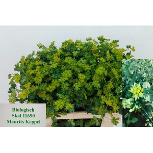 BUPLEURUM ROTUNDIFOL