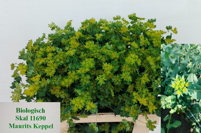 <h4>BUPLEURUM ROTUNDIFOL</h4>