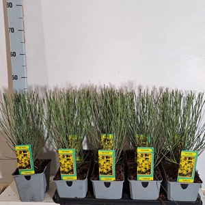 Cytisus praecox 'Allgold'