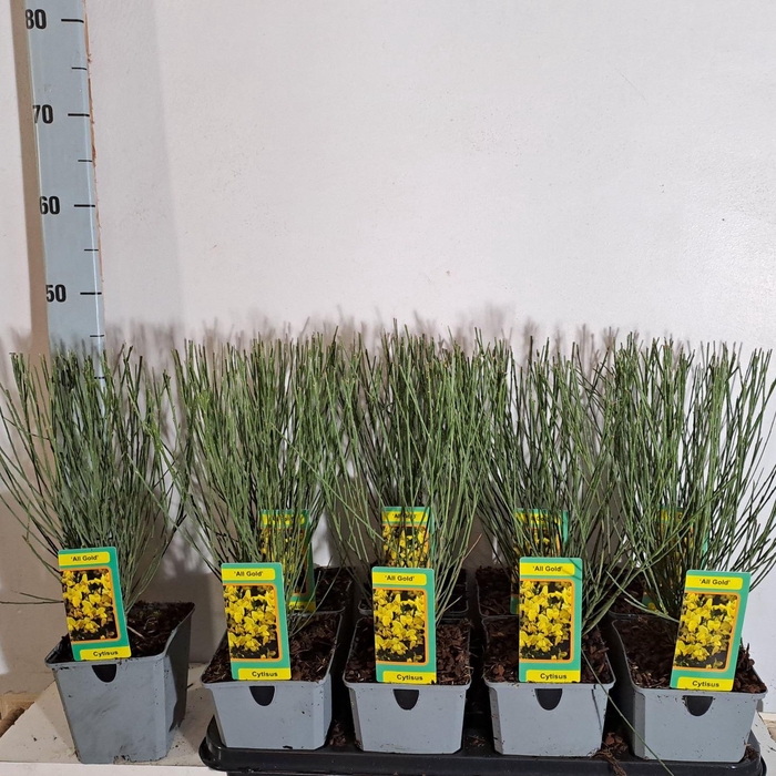 <h4>Cytisus praecox 'Allgold'</h4>