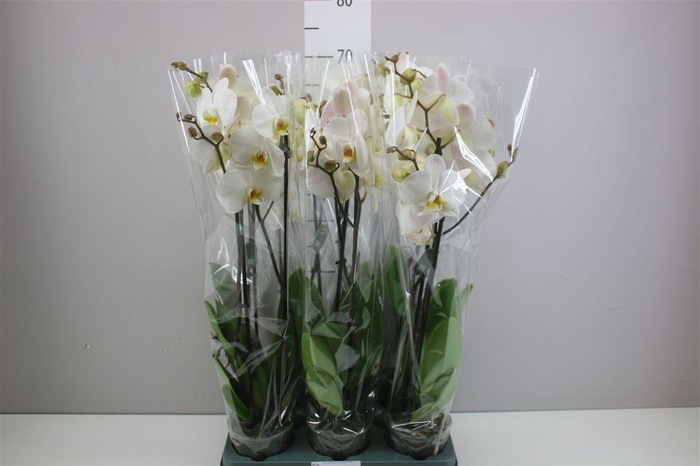 <h4>Phal Cambridge 2 Tak</h4>