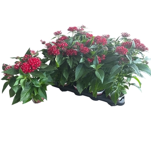 PENTAS BEEBRIGHT RED
