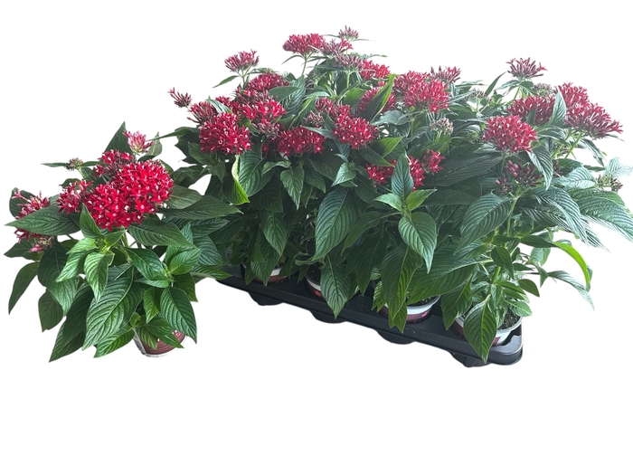 <h4>PENTAS BEEBRIGHT RED</h4>