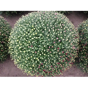 Chrysanthemum  'GardM Carnaval'