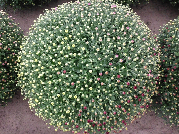 <h4>Chrysanthemum  'GardM Carnaval'</h4>