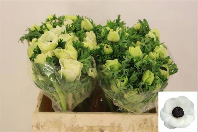 <h4>ANEM CO MIS + WHITE</h4>