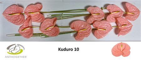 <h4>ANTH A KUDURO X10</h4>
