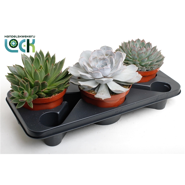 <h4>echeveria mix</h4>