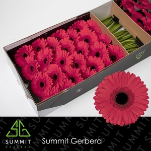 Gerbera Hamptons Doos