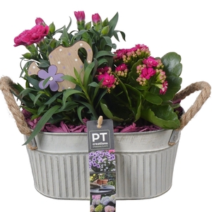 Arr.   Perkplanten L%