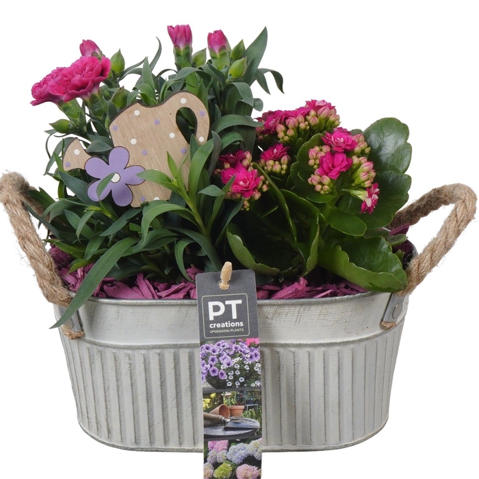 <h4>Arr.   Perkplanten L%</h4>