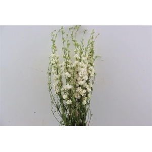 Dried Delphinium White Extra Bunch