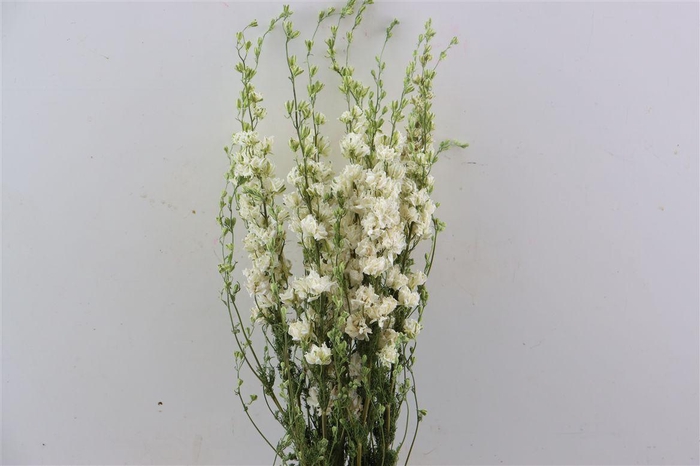 <h4>Dried Delphinium White Extra Bunch</h4>