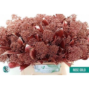 Skimmia paint rose gold