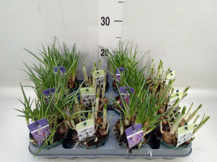 <h4>Crocus   ...mix</h4>