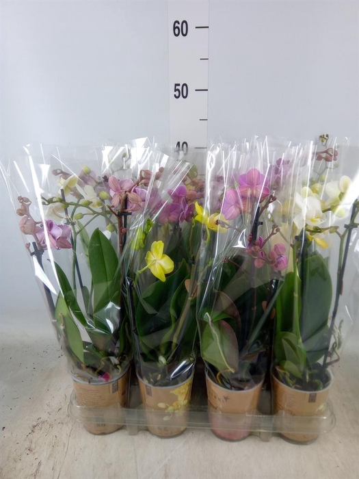 <h4>Phalaenopsis   ...mix</h4>