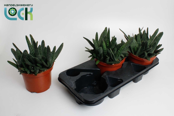 <h4>Gasteria minor</h4>