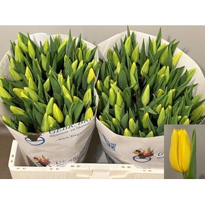 Tulipa En Strong Gold