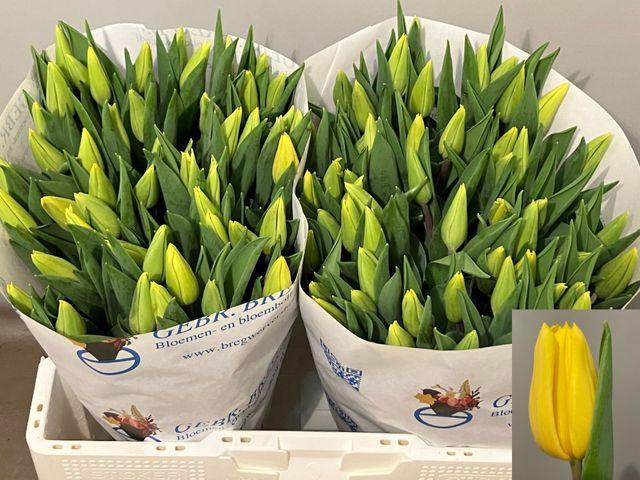 <h4>Tulipa En Strong Gold</h4>