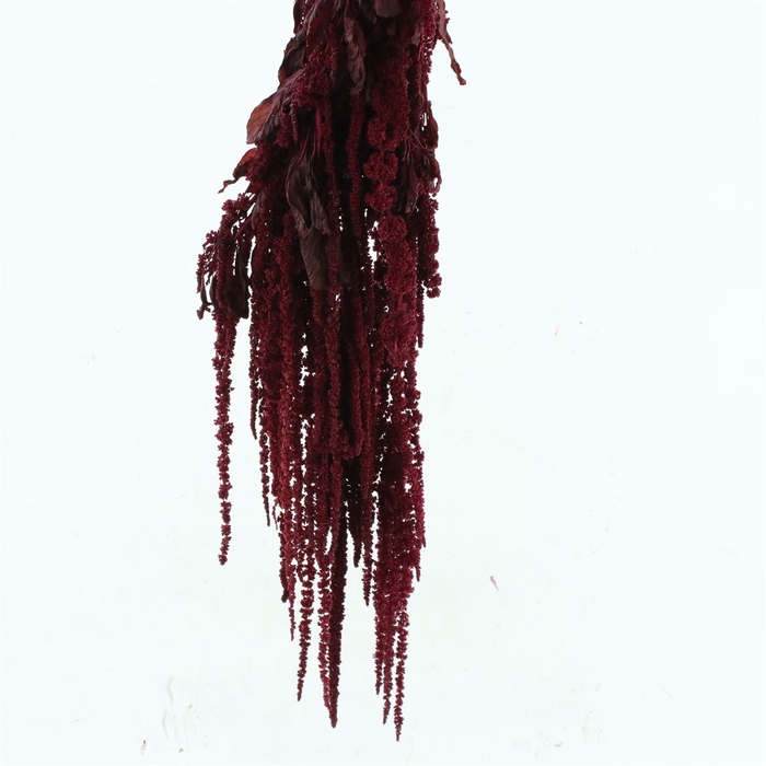 Pres Amaranthus Bleached Bordeaux