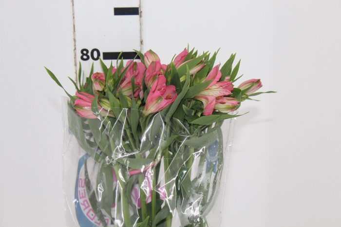 <h4>ALSTROEMERIA TOURMALINE 080 CM ROSA</h4>