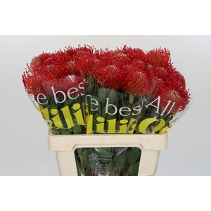 Nutans Ayoba Red