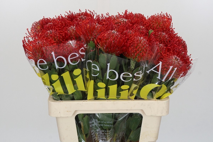 Nutans Ayoba Red