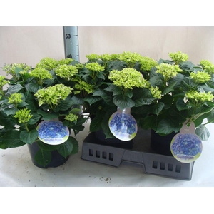 Hydrangea mac.   ...