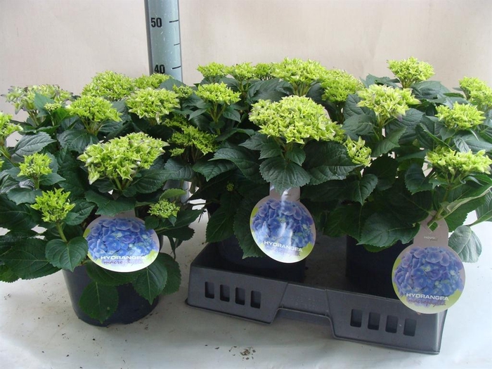 <h4>Hydrangea mac.</h4>