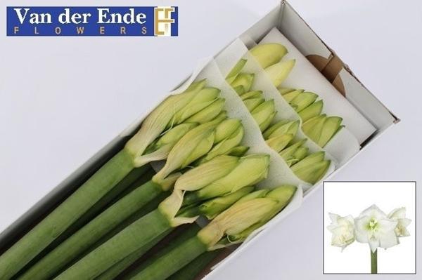 <h4>HIPP ST MONT BLANC</h4>