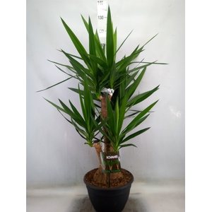 Yucca elephantipes   ...