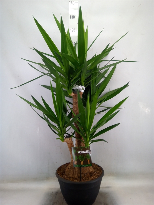 <h4>Yucca elephantipes   ...</h4>