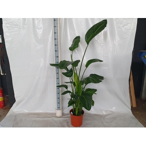 STRELITZIA NICOLAI