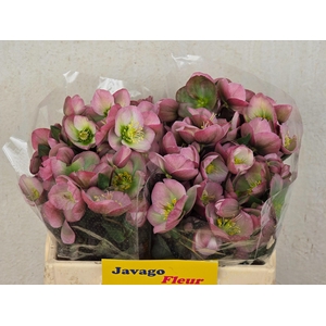 HELL FRK DOROTH DAWN