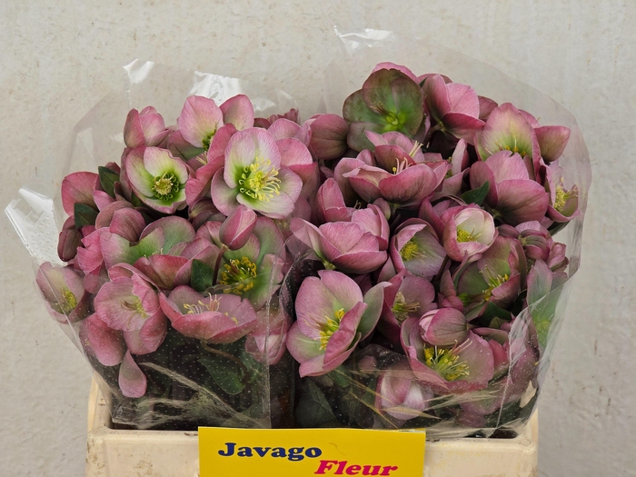 <h4>HELL FRK DOROTH DAWN</h4>