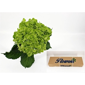 Hydr M Clover In Box X40