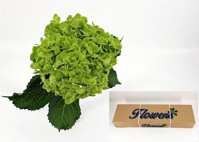 <h4>Hydr M Clover In Box X40</h4>