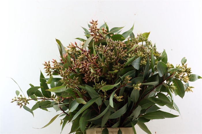 Euca Robusta Berry 400gr Pbs