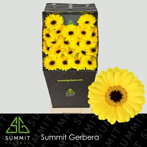 Germini Sunshine Diamond