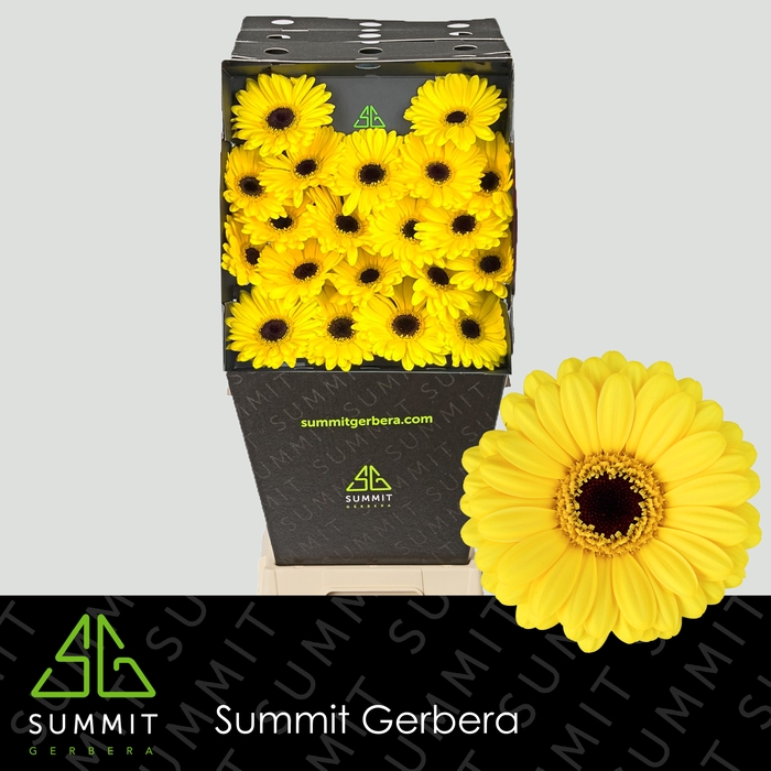 <h4>Germini Sunshine Diamond</h4>