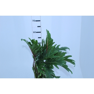 FOLHAGEM XANADU 060 CM