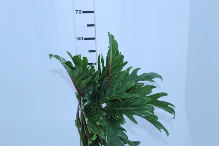FOLHAGEM XANADU 060 CM